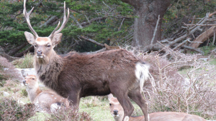 ライバル？友達？野生のオスジカの謎