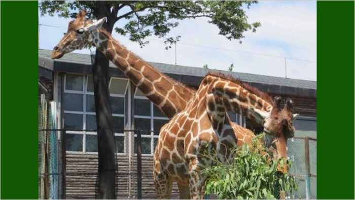 動物園動物の保全に向けた繁殖技術を開発しよう！