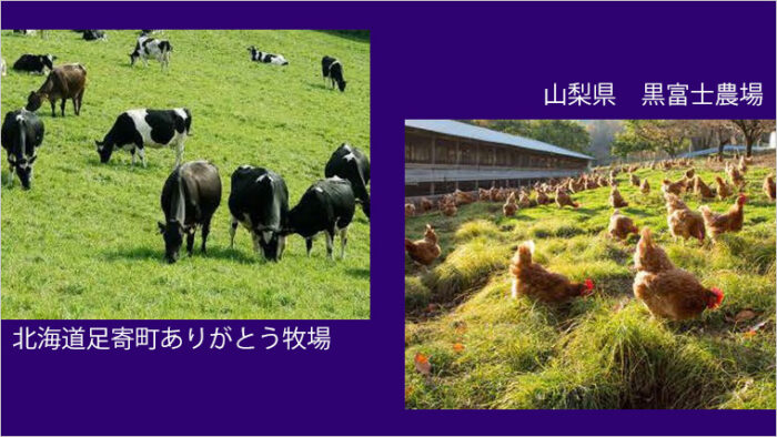 酪農危機、鶏卵不足は社会問題になっている、この問題に対してSDG’sの視点から解決方法を考え提案する