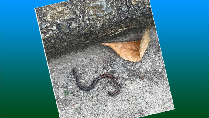 ミミズのロードキルを探る