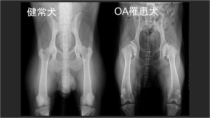 骨関節炎（OA）に罹患した伴侶動物の加速度センサを用いたモニタリング