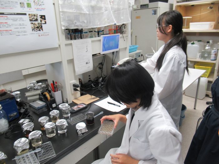 身近な物質が生物へ与える影響について、培養細胞やミジンコを用いて評価しました